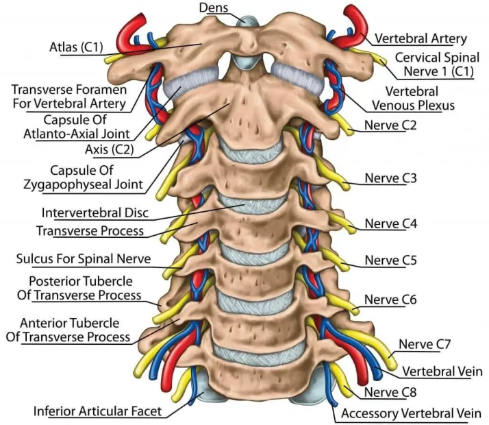 Chiropractic Merritt Island FL Neck Pain Disc Chart